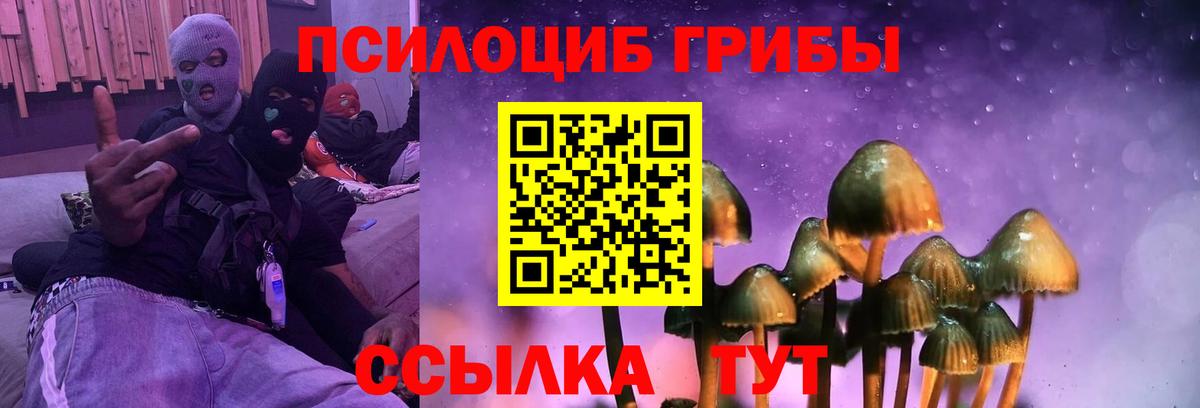 Псилоцибиновые грибы Psilocybe Дербент